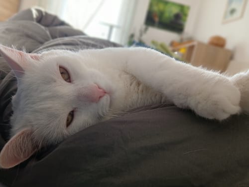 Valkoinen kissa nukkuu pitkällään harmaanvihreän Wove-peiton päällä